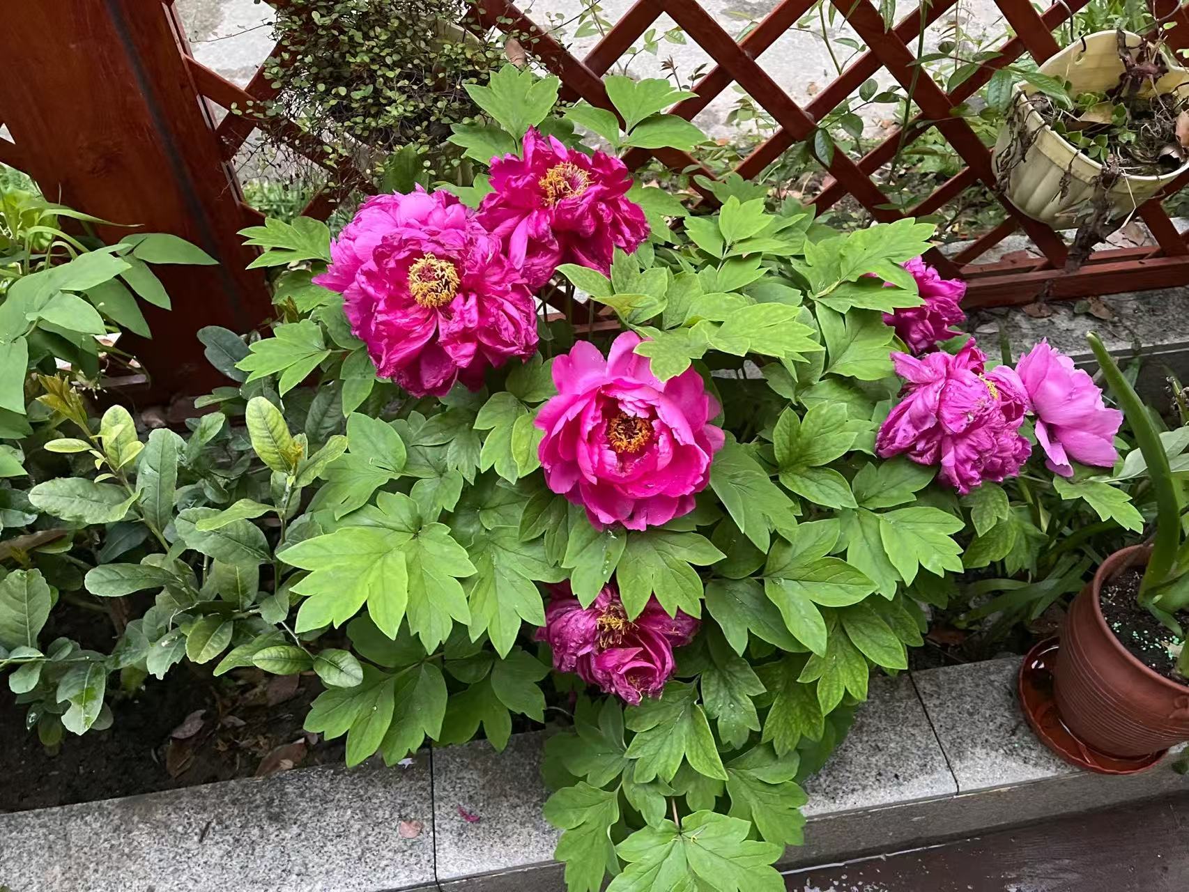 古街心形绿树